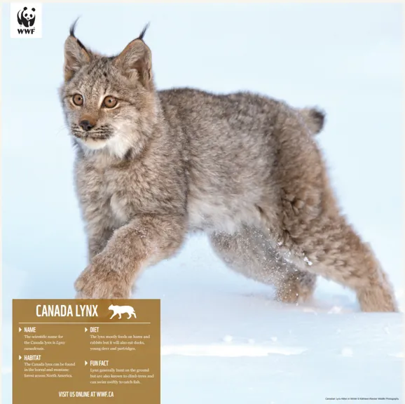 Canada lynx