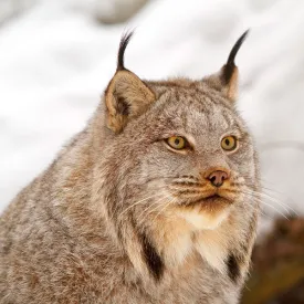 Canada lynx