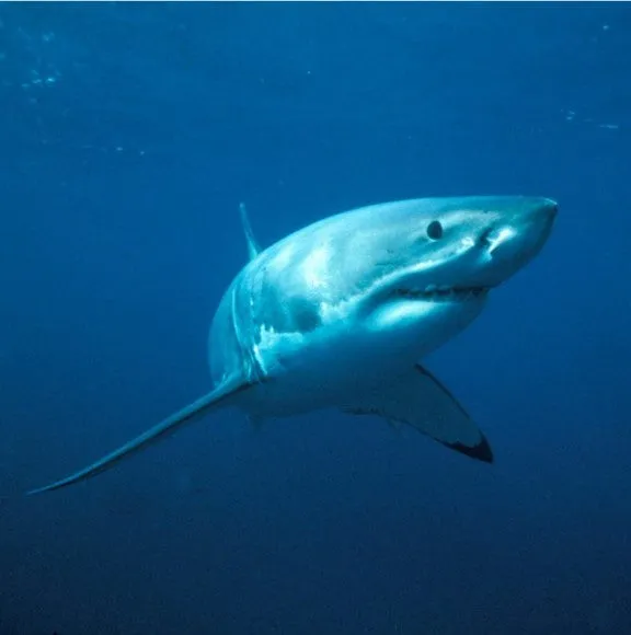 Great white shark